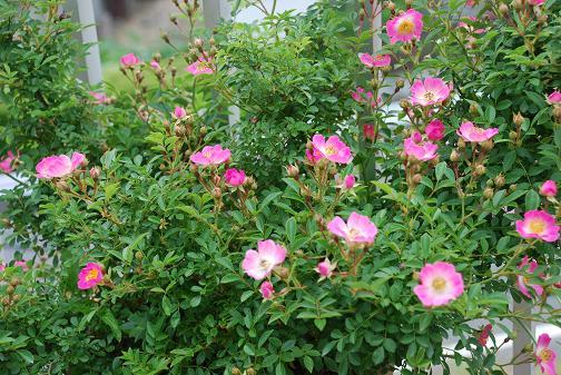 DSC_0044_20120603100558.jpg