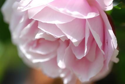 DSC_0049_20120428101157.jpg