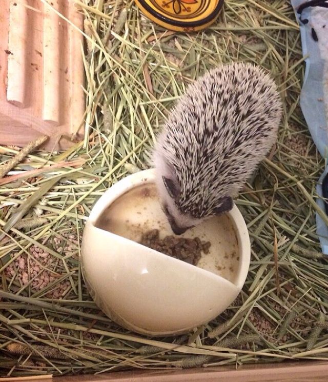 チェコのはりねずみ ゆらりゆり旅 夢の世界一周記