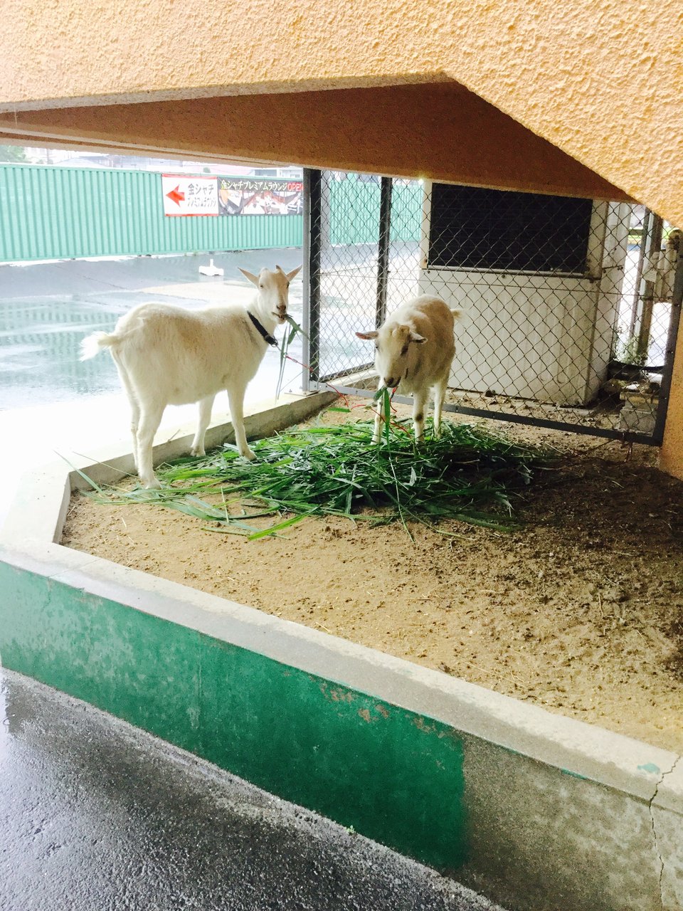 『黒ゆり☆』の秘密の花園☆TMB☆                黒ゆり☆