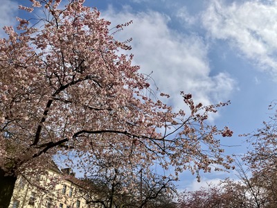IMG-3096