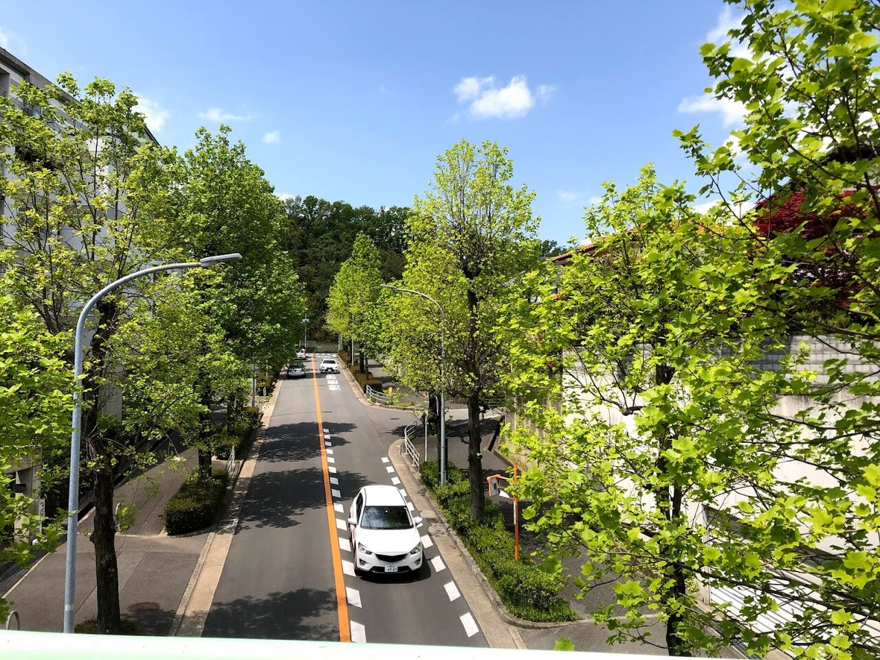 ユリノキの花 ユリノキの街で ユリノキの花 ユリノキの街で