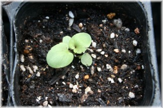 種まき25日目 パンジーポット上げ 玄関先でガーデニング