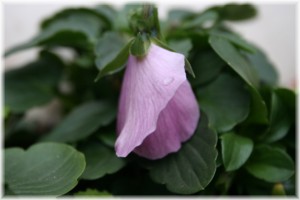 パンジーオトノｌｒピンクシェード開花しました 玄関先でガーデニング