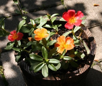 ポーチュラカの挿し芽 玄関先でガーデニング ポーチュラカの挿し芽 玄関先でガーデニング