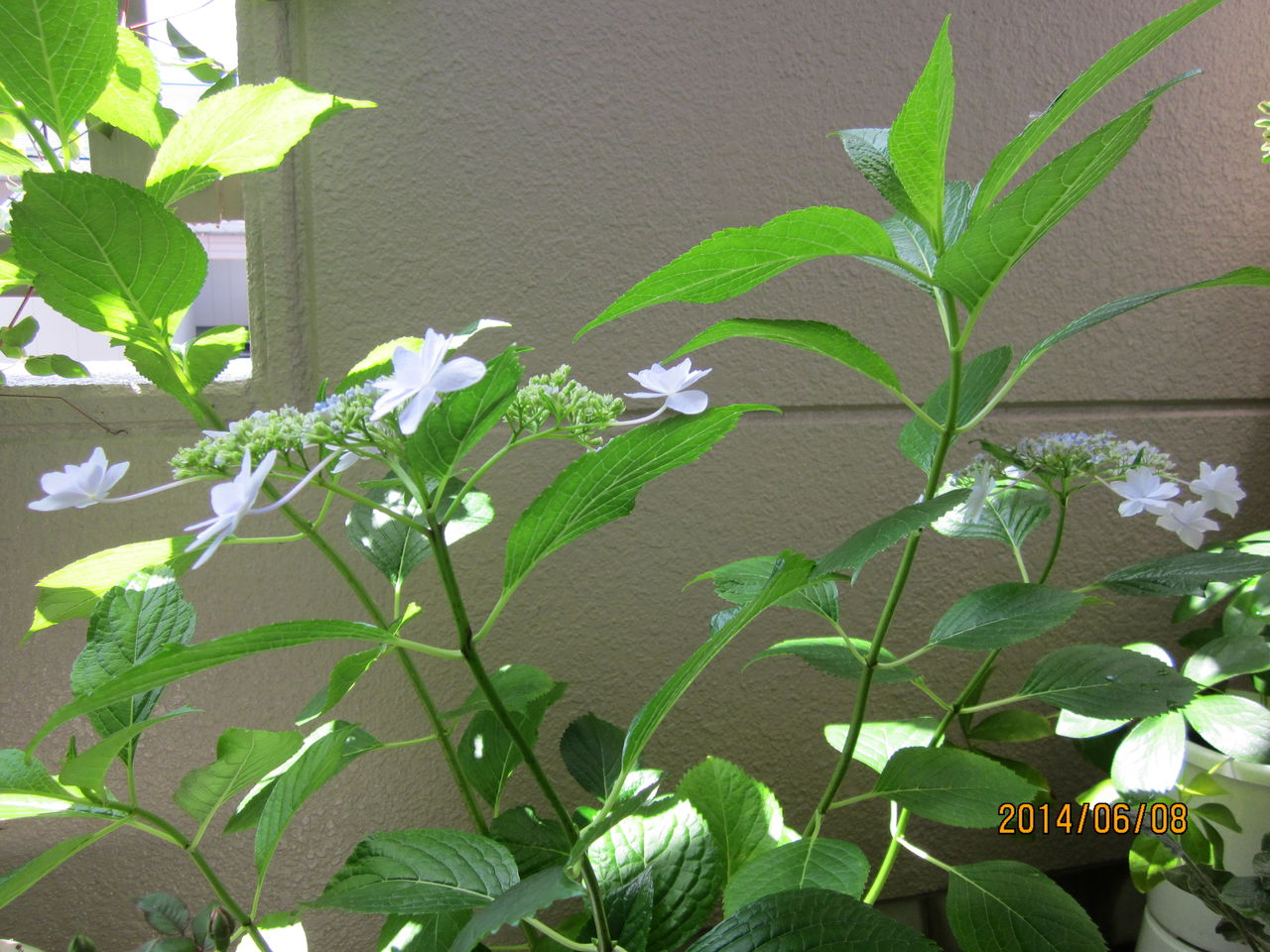 花 紫陽花 玄関先でガーデニング