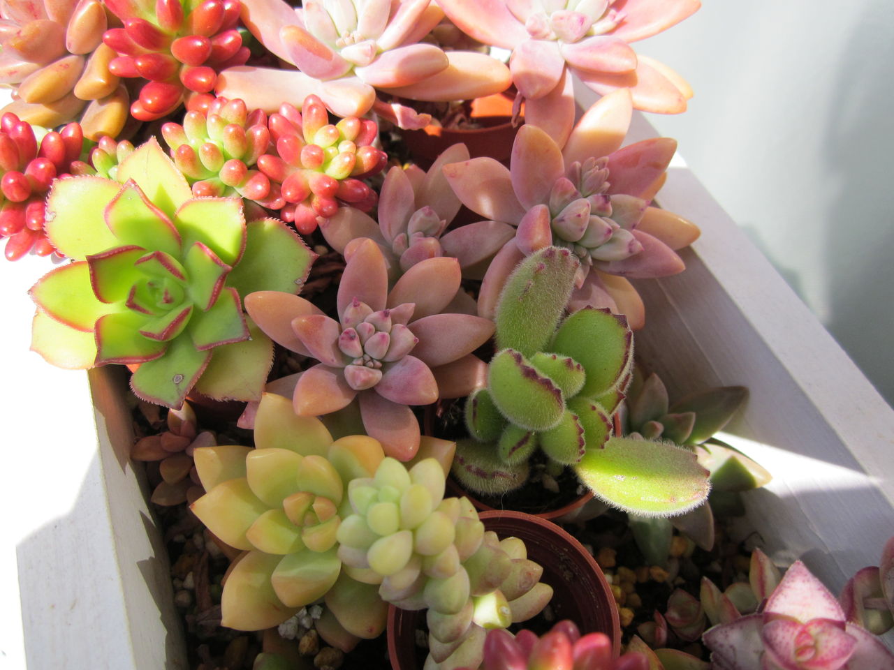 多肉の寄せ植え 玄関先でガーデニング