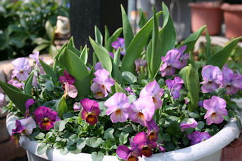 咲き進むビオラ ビビ アンティークミックス 玄関先でガーデニング