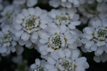 宿根イベリア満開 玄関先でガーデニング
