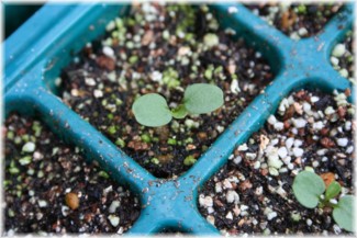 パンジーとビオラ種まき12日目 本葉確認 玄関先でガーデニング