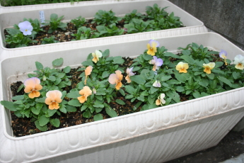 ビオラ ビビ ヘブンリーブルーが咲きました 玄関先でガーデニング