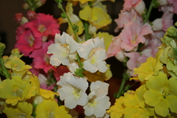 金魚草の切り花 玄関先でガーデニング