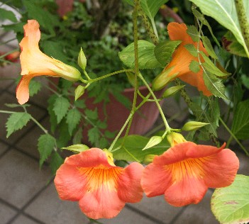 こんな鉢植えだけど ノウゼンカズラ 玄関先でガーデニング こんな鉢植えだけど ノウゼンカズラ 玄関先でガーデニング