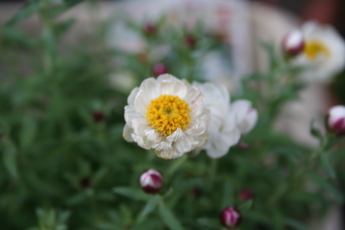 花 はなかんざし 玄関先でガーデニング