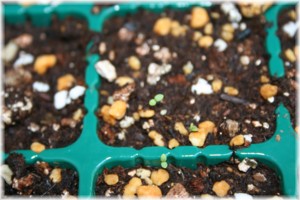 リナリア種まき後6日め 玄関先でガーデニング リナリア種まき後6日め 玄関先でガーデニング