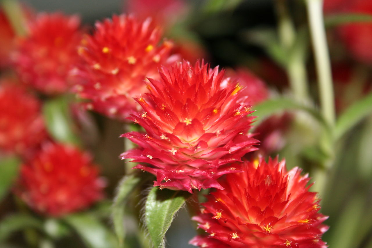 千日紅 切り花に 玄関先でガーデニング