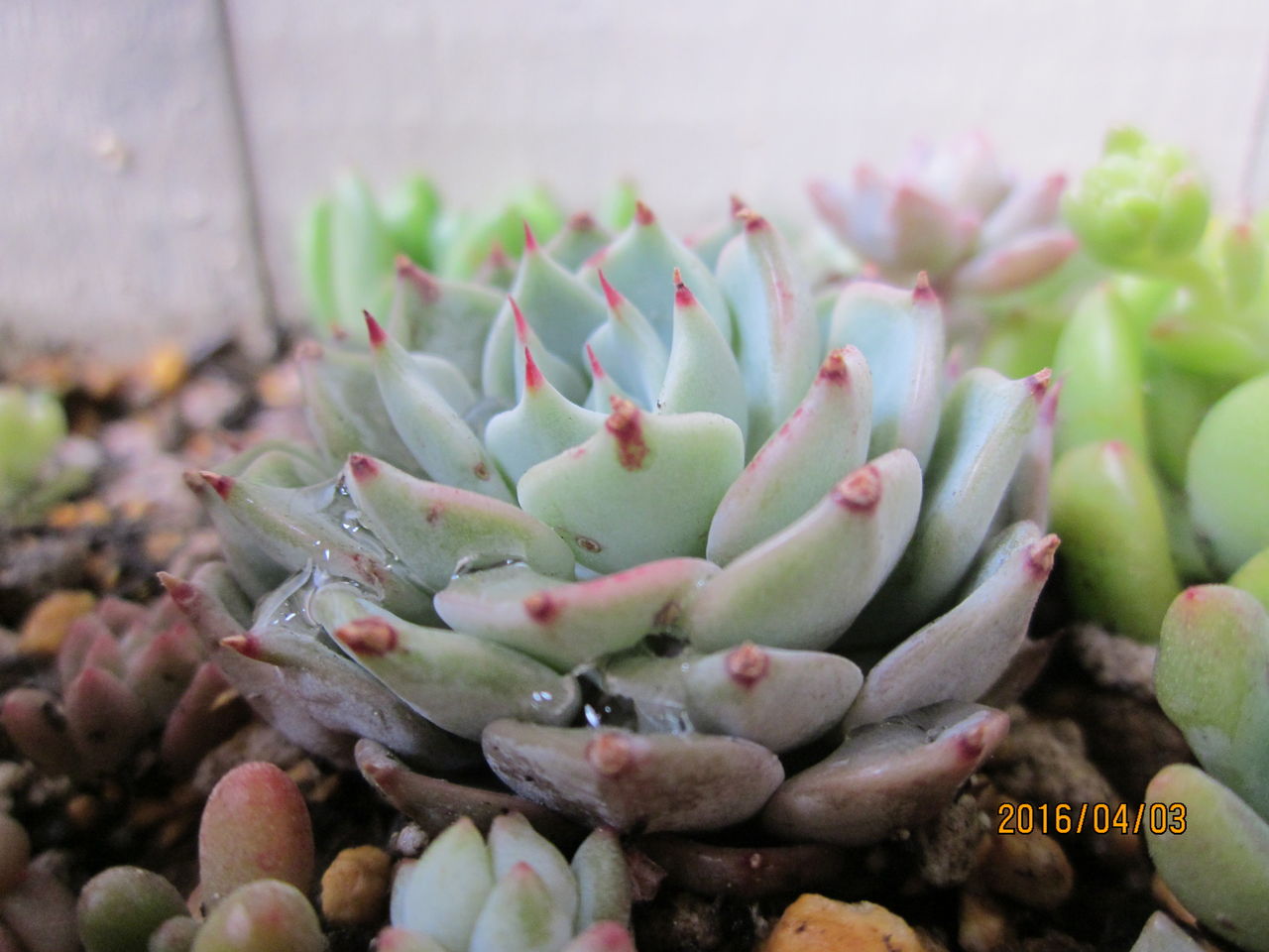 多肉植物 玄関先でガーデニング 多肉植物 玄関先でガーデニング