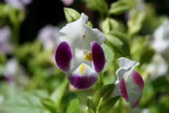 July 29 08 玄関先でガーデニング