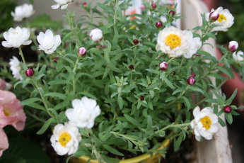 花 はなかんざし 玄関先でガーデニング