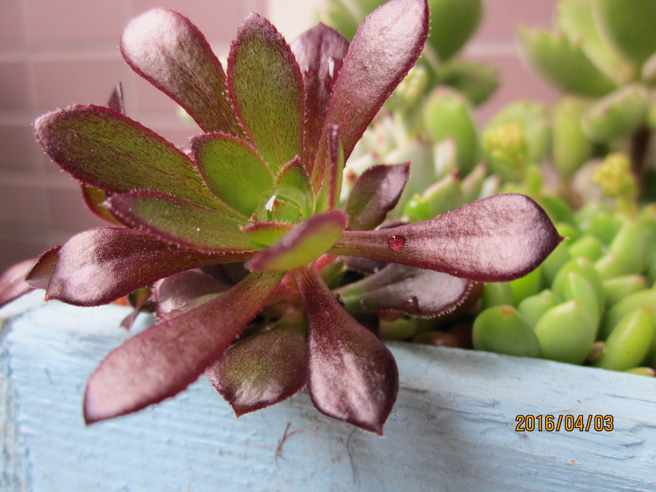 多肉の寄せ植えの中 黒法師 玄関先でガーデニング