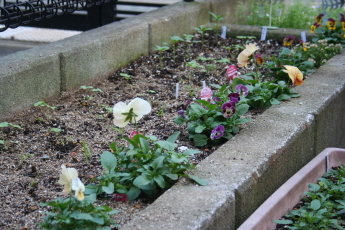 花壇の様子 玄関先でガーデニング