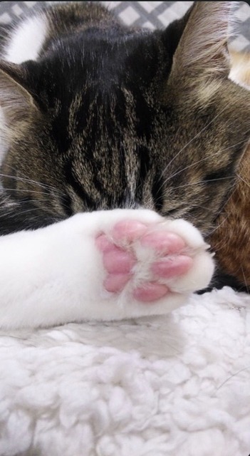 1FCEA200-FED1-45EE-AF2E-DF5C2524CEAA