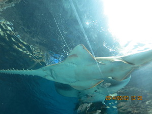 IMG_0007 (1)