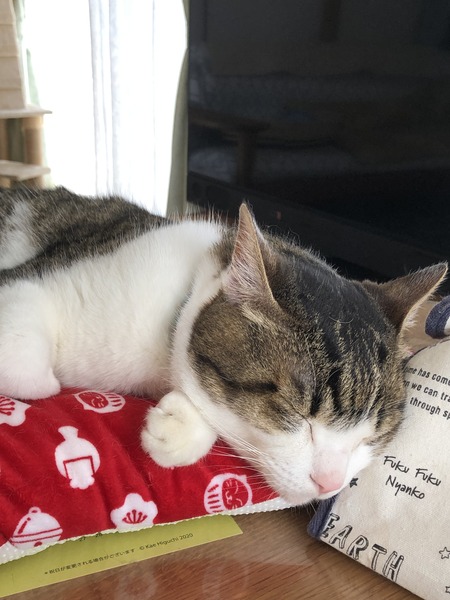 BC7DB438-E8EE-4EB3-93E6-49CB3DCBFF53