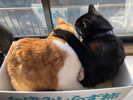 725262EA-1243-4007-8292-5561A6AC4DEB