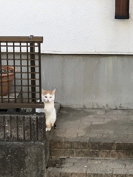 607C9E9C-835F-4EAA-8D76-93D3D8B68793