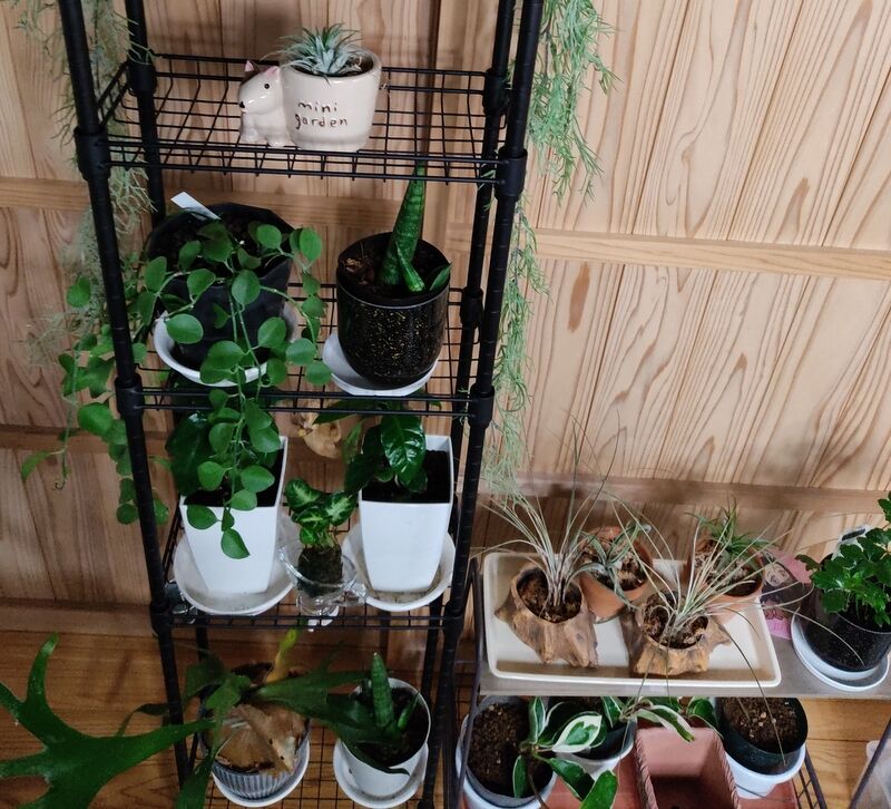 窓辺の１００均 パルの部屋