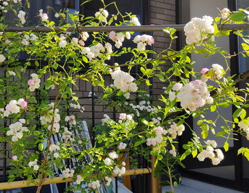 IMG_20230524_080950