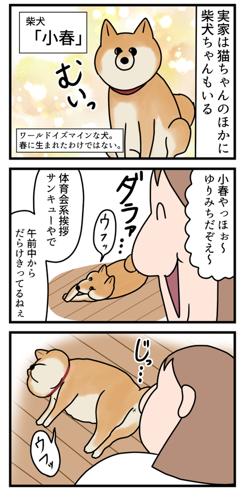 あなたの柴犬は何パン？
