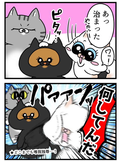 優しい猫2匹と理不尽な猫1匹2
