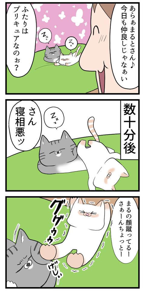 何が不満なのかわからない猫