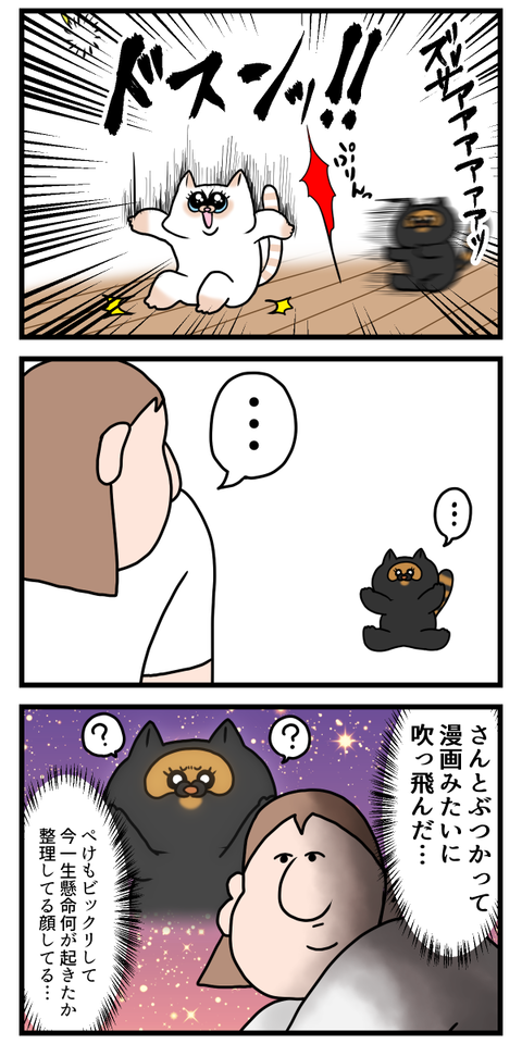 漫画みたいな動きした猫3