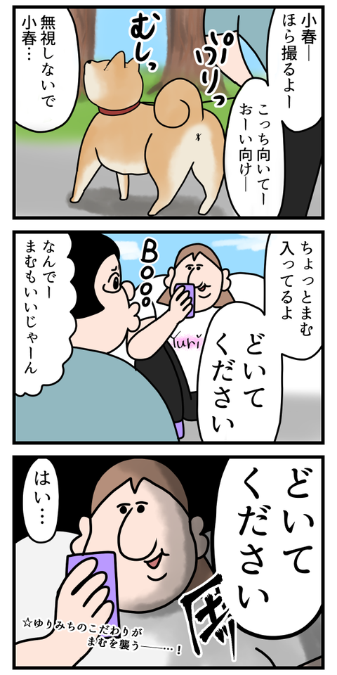 柴犬と桜の組み合わせ最高2