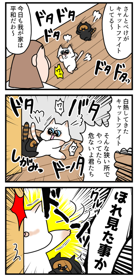 猫だって予想外の事があると固まるよね