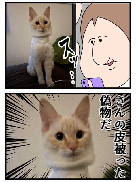 ぺけが避妊手術を無事終わらせたよ2