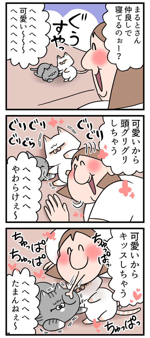 猫が可愛すぎてたまにハイになっちゃう