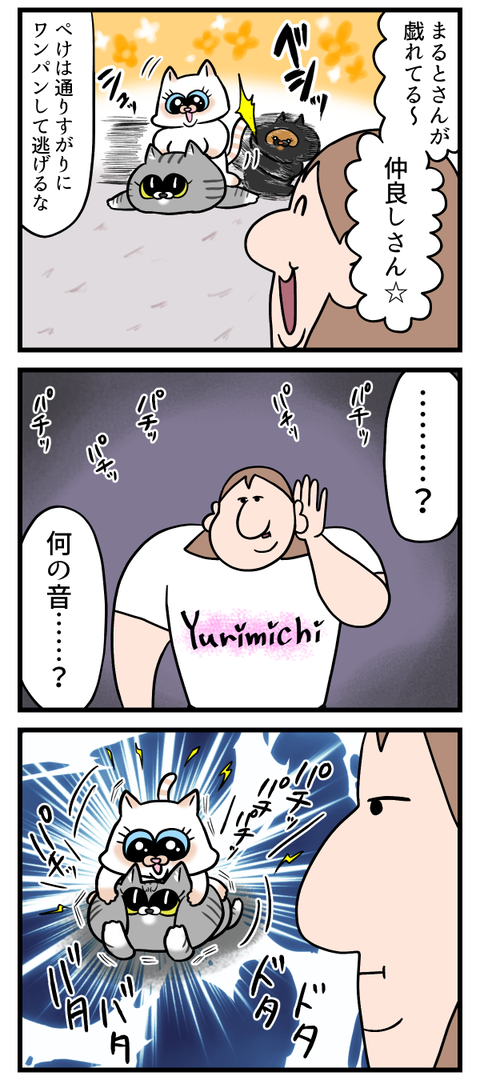 今年もでんきタイプになる猫達