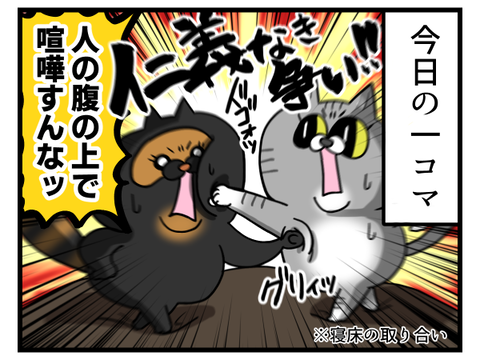 腹の上で喧嘩する猫