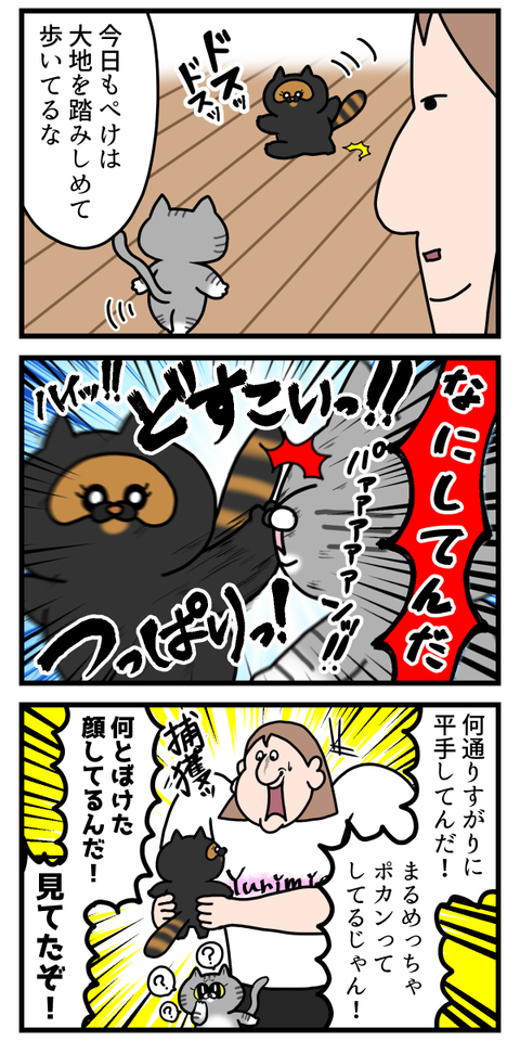 通り魔過ぎる猫ちゃん