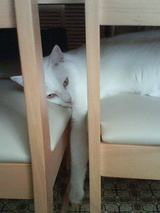 ���餱���Ƥ�