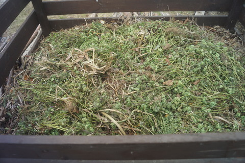 小さな森の辺 カナブンとコガネムシ 小さな森の辺 カナブンとコガネムシ