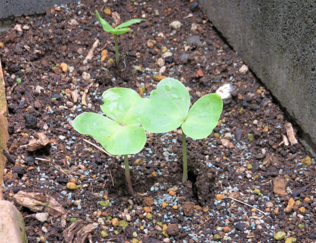 我が家のコットンが芽を出しました ブランドウォッチャー 林ゆり のb B 日記