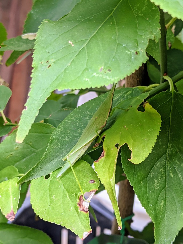 PXL_20210906_063940658~2