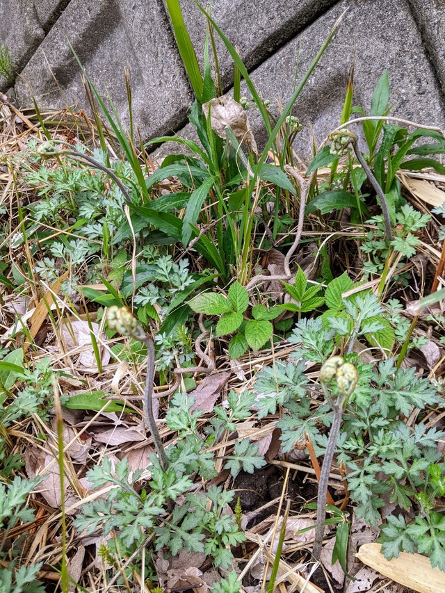 PXL_20230325_061112707~2