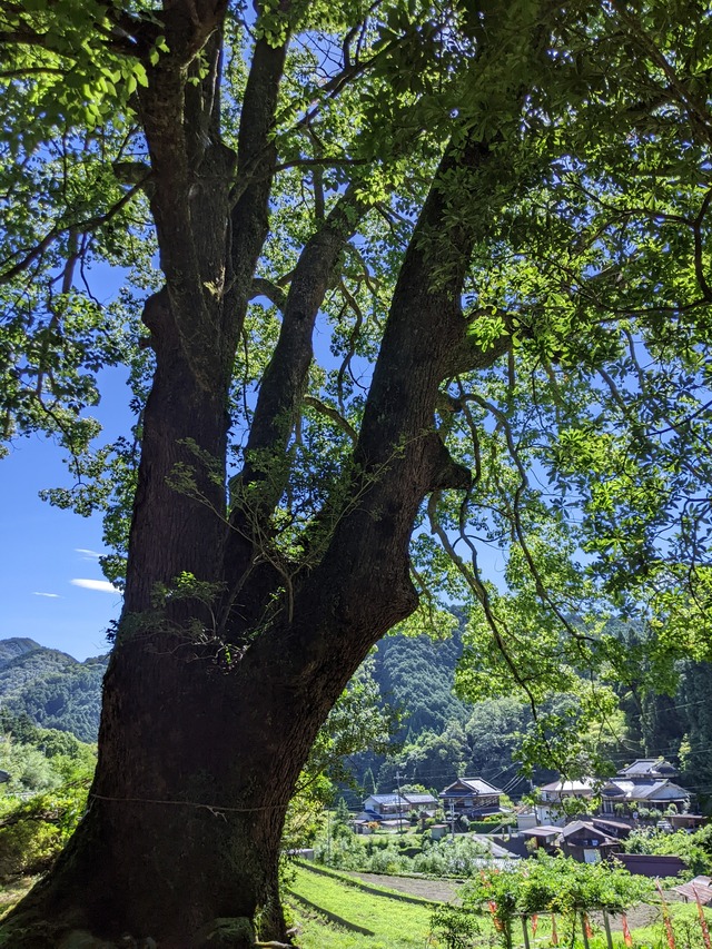 PXL_20230716_000939778