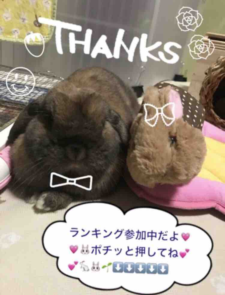 ぶー助くん毛球症うっ滞闘病生活 ぶー助くんはパイナップルジュースはお好き お嫌い うさちゃんのほわほわもこもこスパイシーな日常